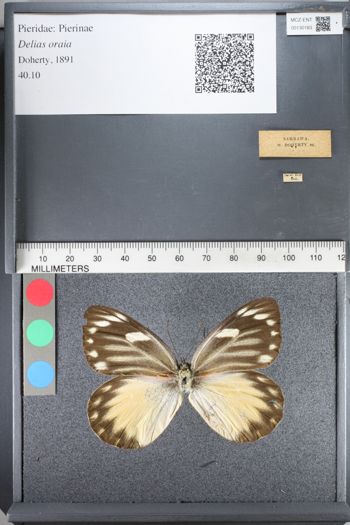 Media type: image;   Entomology 130183